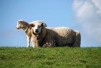 Mutter Schaf und Lamm auf dem Deich